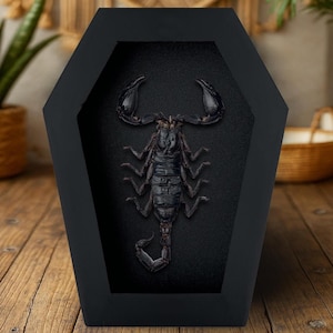 Real Preserved Black Scorpion in Coffin-Shaped Display Case Unique Gothic Decor and Curiosity Collection, Perfect for Halloween, Gifts