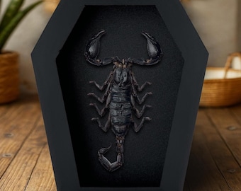 May include: A black coffin-shaped display case featuring a preserved scorpion specimen. The scorpion is centered against a dark background, showcasing its intricate details. The case is displayed on a wooden surface.