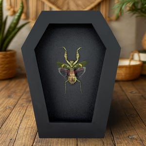 Real Preserved Praying Mantis in Coffin Framed– Unique Insect Specimen for Gothic Home Decor, Curiosity Cabinet Entomology Collection Gift