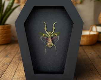 Real Preserved Praying Mantis in Coffin Framed– Unique Insect Specimen for Gothic Home Decor, Curiosity Cabinet Entomology Collection Gift