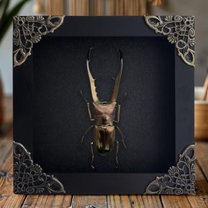 Framed Real Stag Beetle Wall Art Boho Bug Decor Insect Shadow Box Entomology Collections Oddities and Curiosities Lover Gift