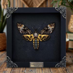 Framed Skull Moth Real Death’s Head Hawkmoth Gothic Insect Specimen Wall Hanging Witchy Decor Collector’s Bug Display