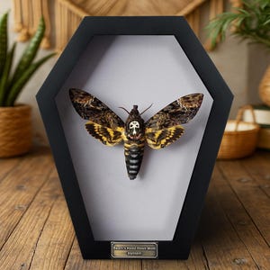 May include: A framed Death's Head Hawk Moth specimen. The moth has brown and yellow wings with a skull-like marking. The black frame is coffin-shaped, with a small plaque at the bottom that reads "Death's Head Hawk Moth Vietnam."