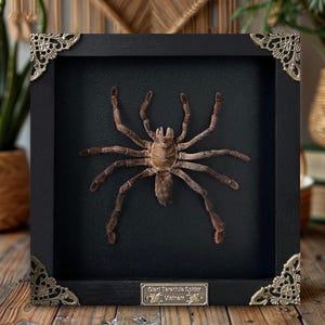 May include: A framed display featuring a preserved Giant Tarantula Spider from Vietnam. The spider is brown and hairy, set against a black background within a black wooden frame. Decorative metal corner accents add detail.