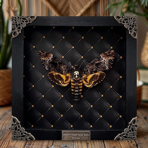 Espuela esfinge de la calavera auténtica, marco negro, espécimen de insecto gótico, arte de pared con calavera de polilla, decoración colgante, rarezas de coleccionista brujas imagen 1
