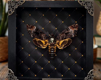 Real Death’s Head Hawk Moth Black Framed Gothic Insect Specimen Skull Moth Wall Art Hanging Decor Witchy Collector Oddities Gift