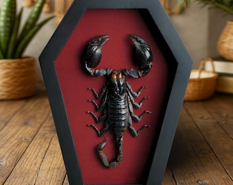 Real Black Scorpion Specimen Display Preserved Insect in Coffin Frame Statement Home Decor Museum Style Art Entomology Decor