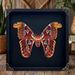 Curiosity Cabinet Real Framed Giant Atlas Moth Handmade Insect Taxidermy Shadow Box Wall Art Gothic Oddities Decor Collector Gift