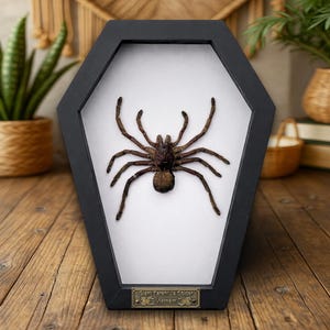 May include: A preserved giant tarantula spider from Vietnam, displayed in a black coffin-shaped frame. The spider is brown with long legs, set against a white background. A small brass plaque at the bottom reads "Giant Tarantula Spider Vietnam."