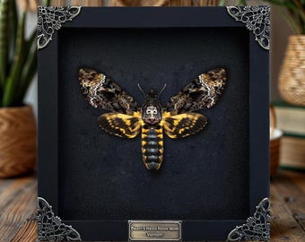 May include: A Death's Head Hawk Moth specimen displayed in a square black shadow box frame with ornate silver-toned metal corner accents. The moth features brown, black, and yellow wings with a skull-like pattern on its thorax and a label below.