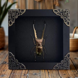 Framed Real Stag Beetle Wall Art Boho Bug Decor Insect Shadow Box Entomology Collections Oddities and Curiosities Lover Gift