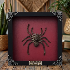Pu&ograve; includere: Un esemplare di tarantola marrone conservato, montato all'interno di una cornice nera quadrata con angoli in metallo argentato decorati. Il ragno &egrave; esposto su uno sfondo rosso scuro, con una targhetta metallica: Giant Tarantula Spider Vietnam.