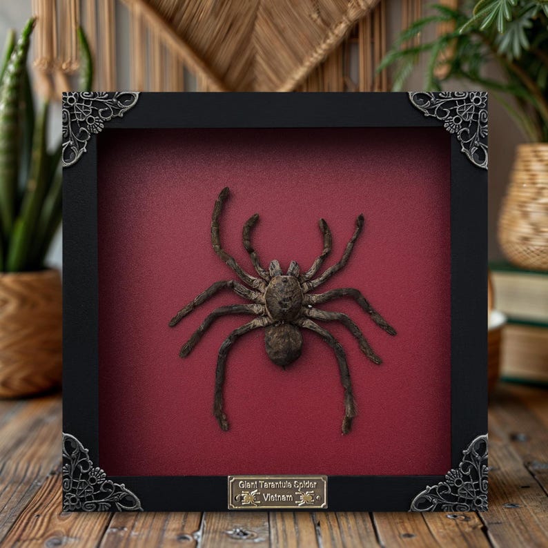 Pu&ograve; includere: Un esemplare di tarantola marrone conservato, montato all'interno di una cornice nera quadrata con angoli in metallo argentato decorati. Il ragno &egrave; esposto su uno sfondo rosso scuro, con una targhetta metallica: Giant Tarantula Spider Vietnam.