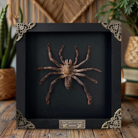 Framed Real Tarantula Bird Eating Spider Taxidermy Gothic Decor Oddities Curiosities Insect Shadow Box Art Halloween & Holiday Gift