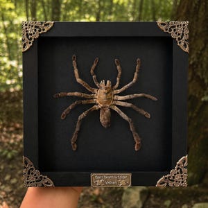 Pu&ograve; includere: Una tarantola marrone conservata montata all'interno di una cornice quadrata in legno nero con decorazioni angolari in metallo color bronzo. Una piccola targhetta rettangolare in basso riporta la scritta Giant Tarantula Spider Vietnam con due piccole icone di ragno.