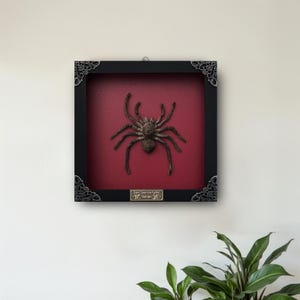 Pu&ograve; includere: Una cornice quadrata nera a cassetta con decorazioni angolari color argento contenente un esemplare di tarantola marrone conservato, centrato su uno sfondo rosso scuro. Una piccola targhetta rettangolare in basso riporta la scritta Giant Tarantula Spider Vietnam.