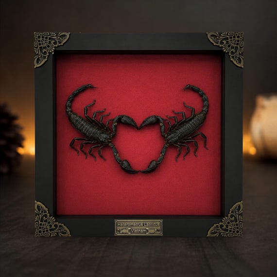 Real Scorpion Love Heart Taxidermy Art, Framed Scorpion Couple, Gothic Wedding Gift, Insect Taxidermy Oddities, Couple Gift for Him Her