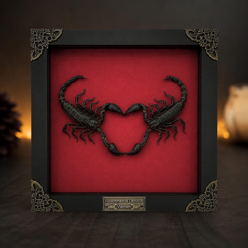May include: A square black shadow box frame with ornate gold corner accents containing two preserved black scorpions arranged to form a heart shape against a red background. A small metal plaque at the bottom reads Heterometrus Laoticus Vietnam.