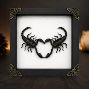 May include: A square black frame with ornate gold-toned metal corner accents containing two preserved black scorpions mounted on a white background. The scorpions are positioned so their tails and pincers meet to form a heart shape in the center.
