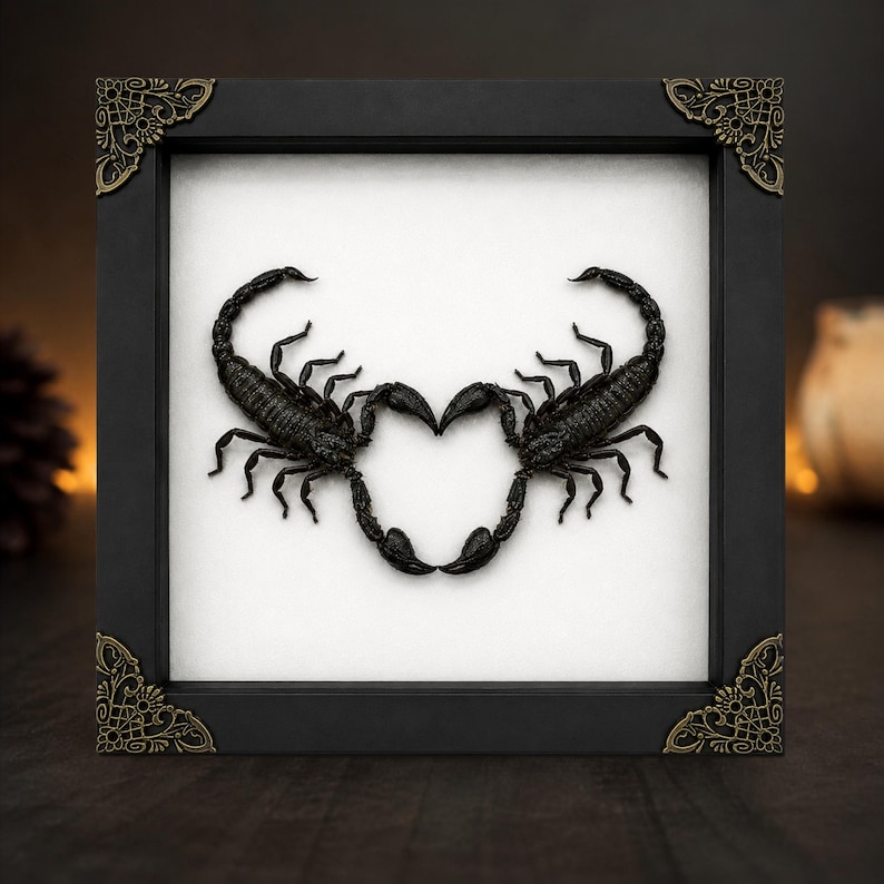May include: A square black frame with ornate gold-toned metal corner accents containing two preserved black scorpions mounted on a white background. The scorpions are positioned so their tails and pincers meet to form a heart shape in the center.