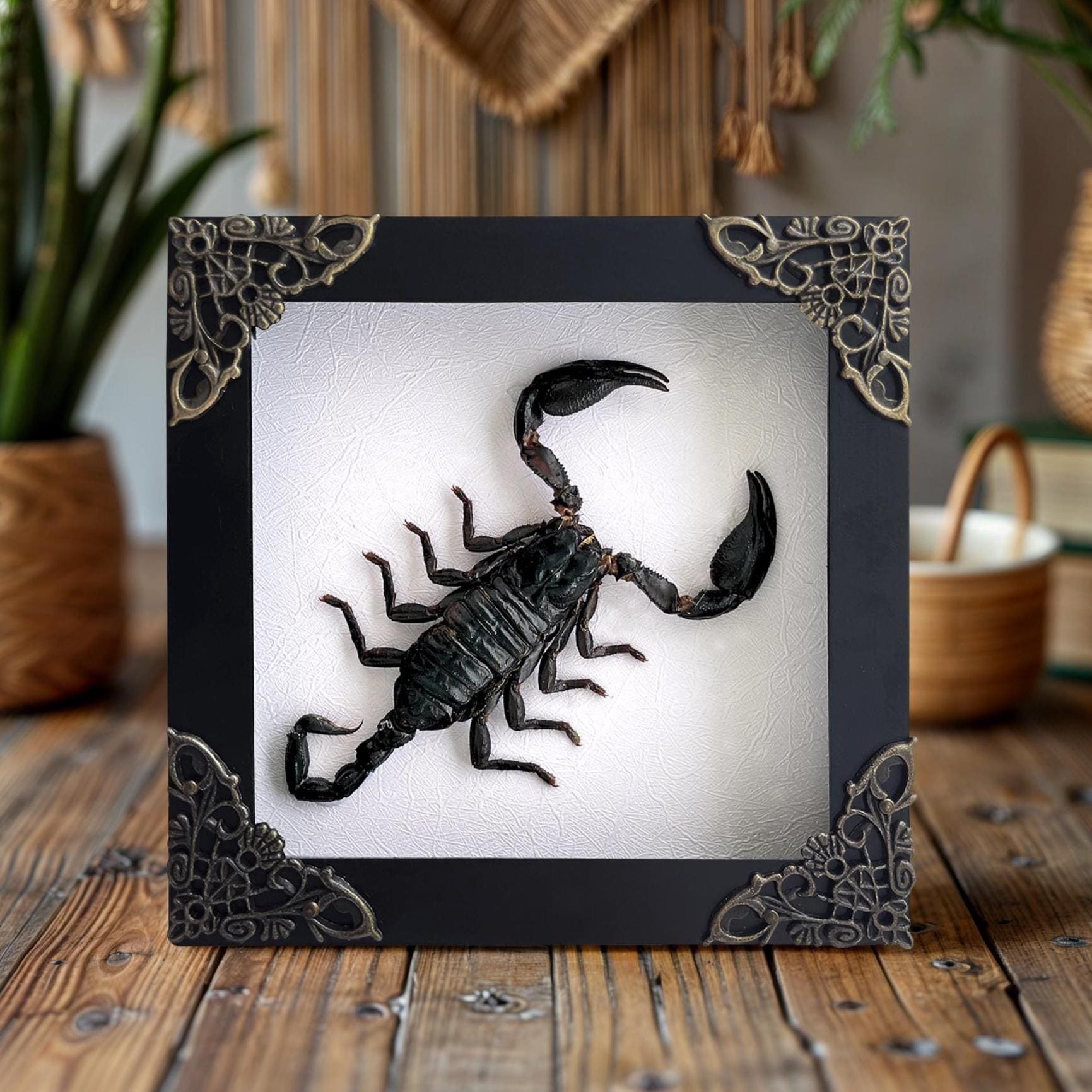 Framed Scorpion Taxidermy Wall Hanging Studio Decor Real Insect Beetle Display Box Birthday Gift