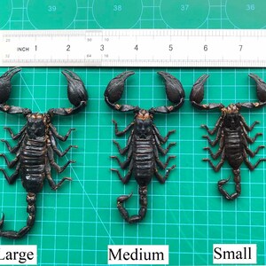 May include: Three dark brown scorpions labeled Large, Medium, and Small, positioned below a ruler showing measurements in inches. The scorpions have segmented bodies, eight legs, and two large pincers, displayed on a green grid cutting mat.