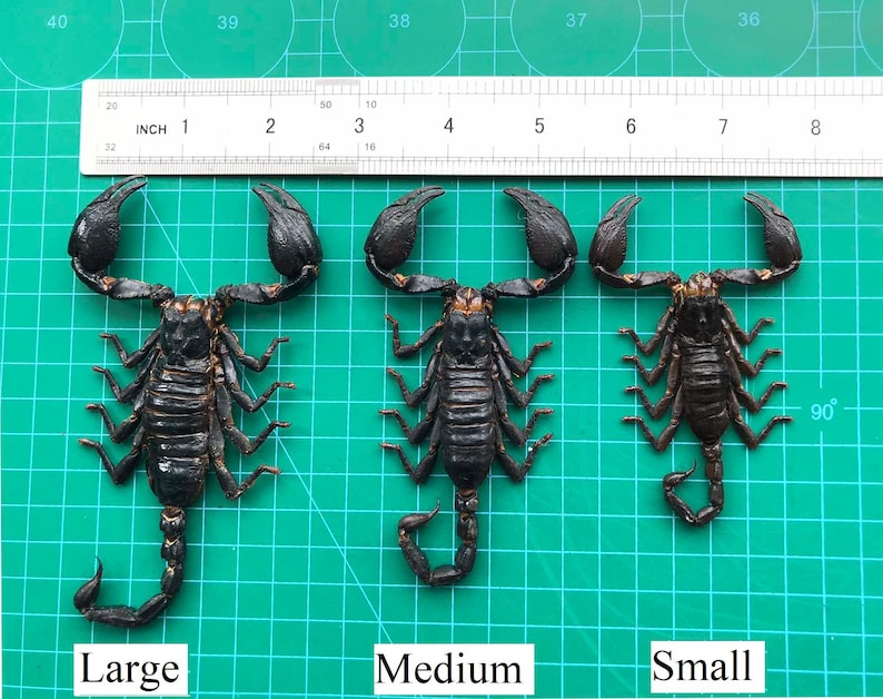 May include: Three dark brown scorpions labeled Large, Medium, and Small, positioned below a ruler showing measurements in inches. The scorpions have segmented bodies, eight legs, and two large pincers, displayed on a green grid cutting mat.