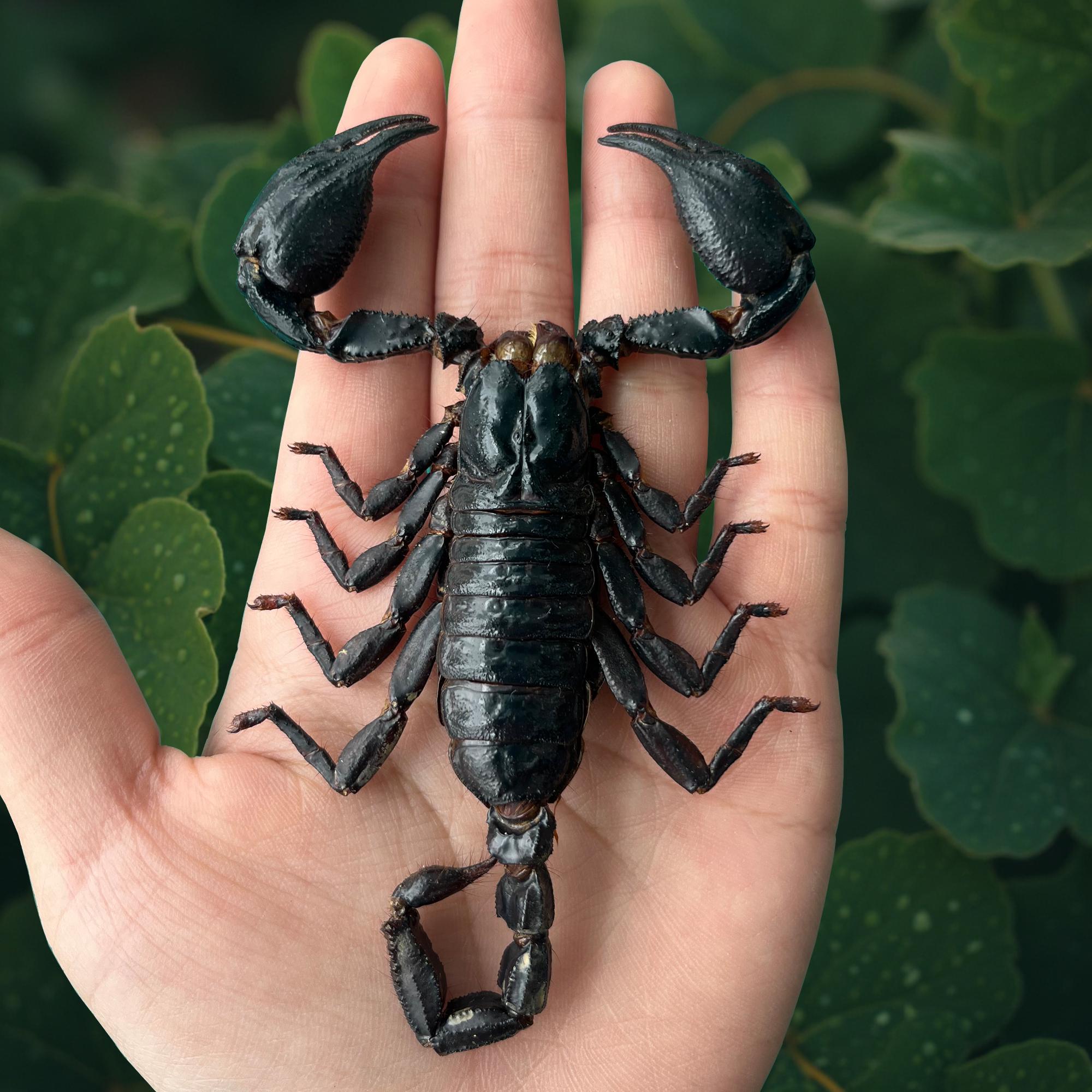 Real Scorpion Preserved Taxidermy Insect Specimen Perfect for Resin Art, Home Decor Art Gallery Collection Entomology Gift