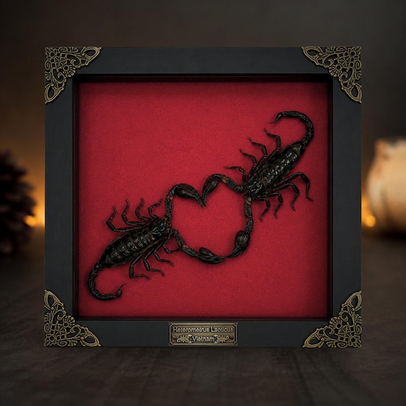 Real Scorpion Heart Framed Taxidermy, Scorpion Couple Love Gift, Gothic Anniversary Wedding Gift, Valentine Oddities Decor, Taxidermy Art