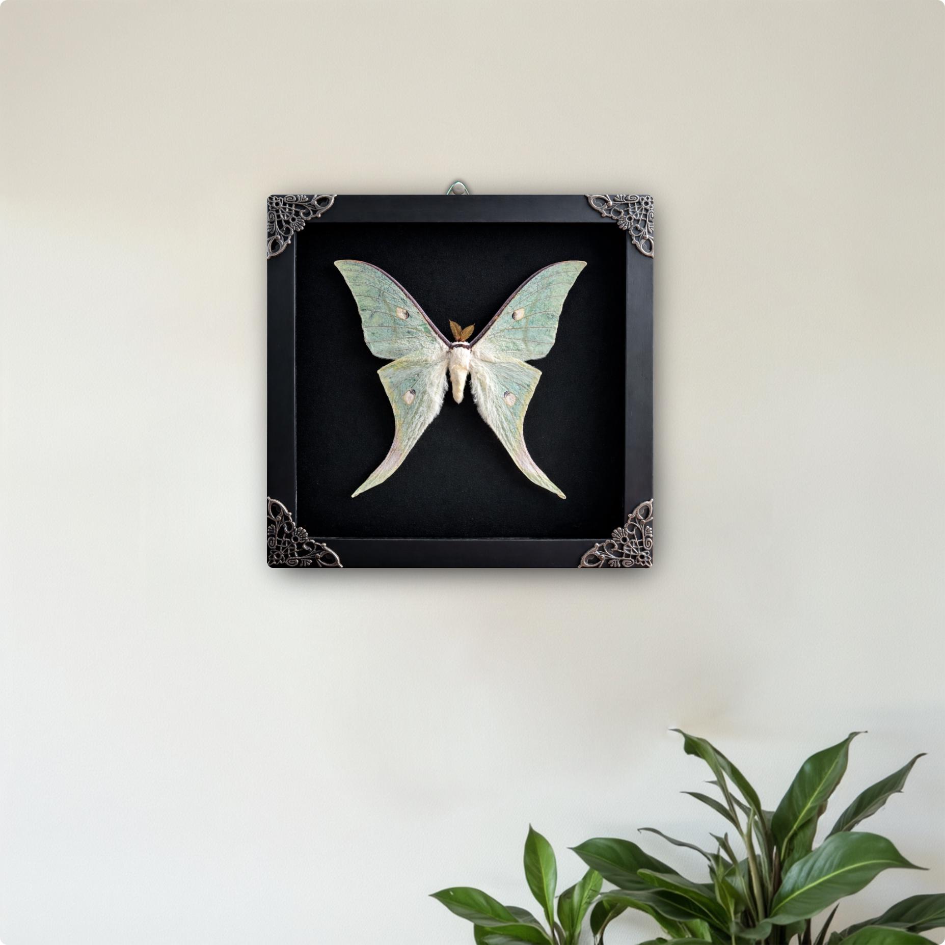 Real Luna Moth Taxidermy Shadow Box, Framed Green Moon Moth Specimen ...