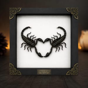 May include: A square black shadow box frame with ornate gold-toned corner accents containing two preserved black scorpions arranged in a heart shape on a white background. A small metal plaque at the bottom reads Heterometrus Laoticus Vietnam.