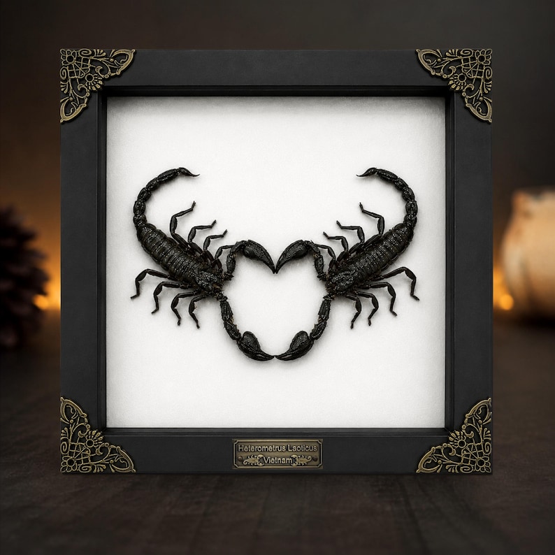 May include: A square black shadow box frame with ornate gold-toned corner accents containing two preserved black scorpions arranged in a heart shape on a white background. A small metal plaque at the bottom reads Heterometrus Laoticus Vietnam.