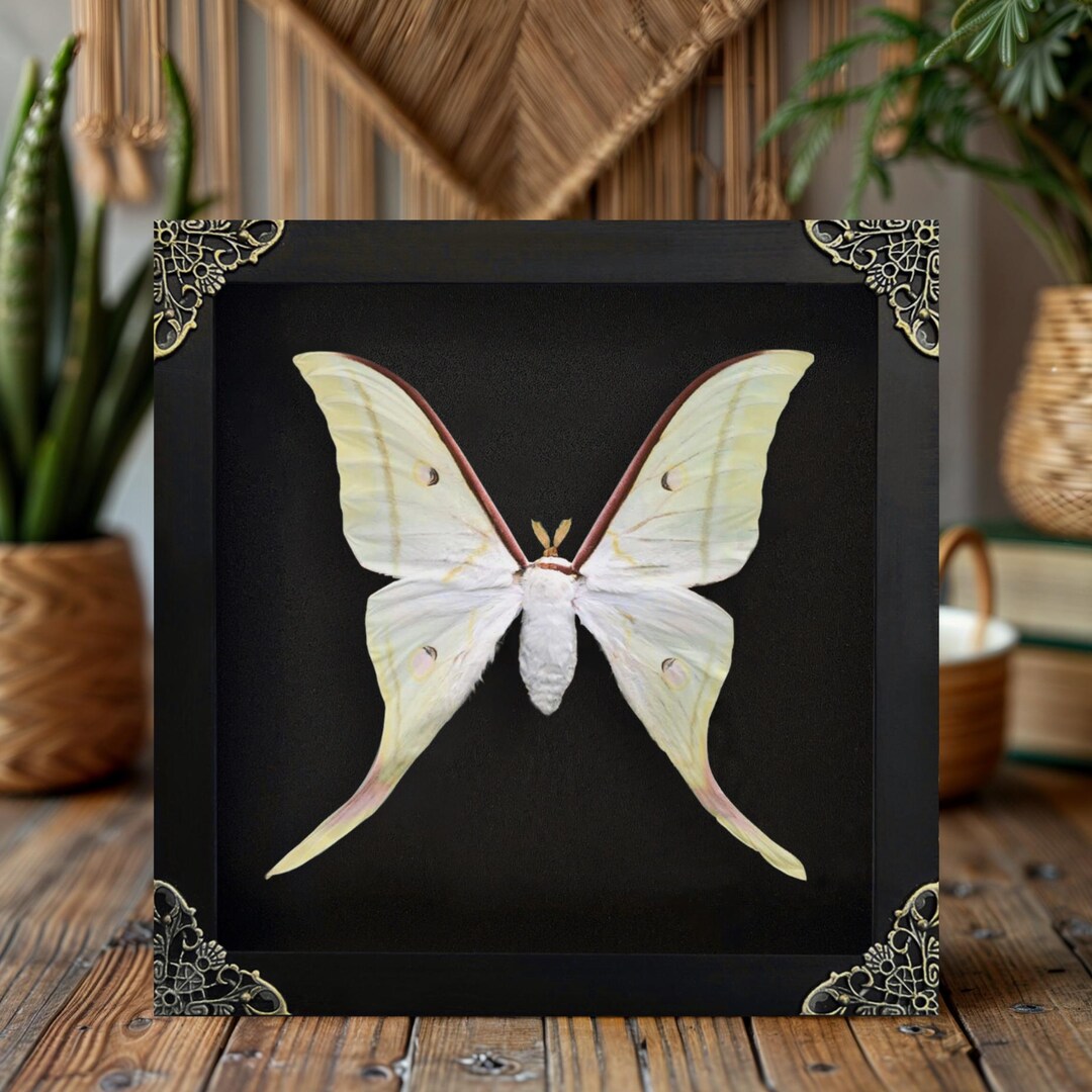 Real Luna Moth Framed Taxidermy Large Moth in Shadow Box Entomology Art ...