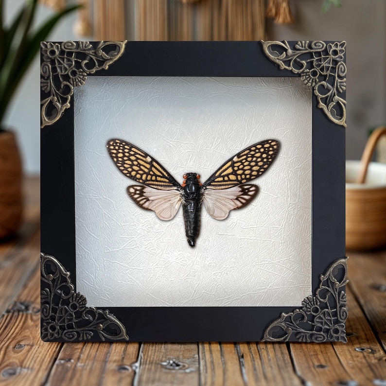 Framed Real Cicada Insect Specimen Display in Decor Shadow Box Wall Art ...