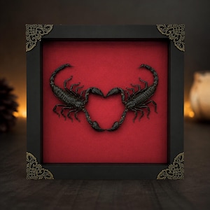 May include: A square black shadow box frame with ornate gold-toned corner accents containing two dark brown scorpions mounted against a solid red background. The scorpions are positioned so their tails and pincers form a heart shape in the center.