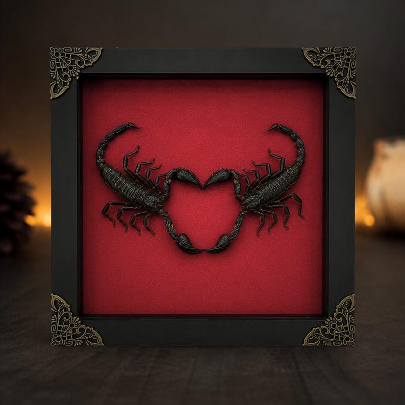 May include: A square black shadow box frame with ornate gold-toned corner accents containing two dark brown scorpions mounted against a solid red background. The scorpions are positioned so their tails and pincers form a heart shape in the center.