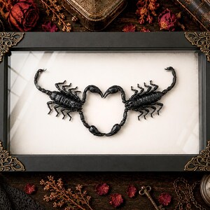May include: A rectangular black frame with ornate gold-toned corner accents containing two black scorpions positioned to form a heart shape against a plain off-white background. The scorpions are arranged symmetrically with their tails touching at the top.