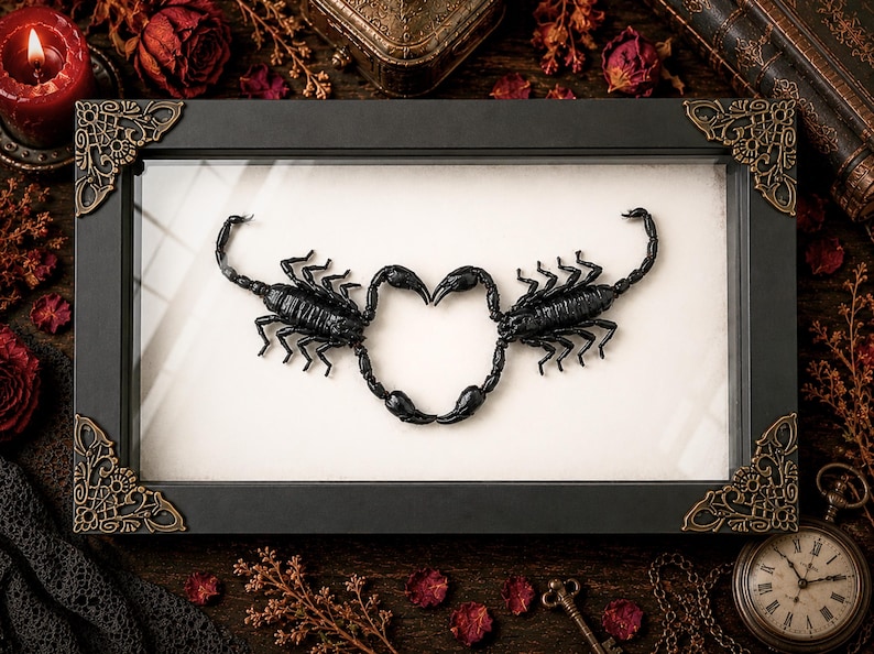 May include: A rectangular black frame with ornate gold-toned corner accents containing two black scorpions positioned to form a heart shape against a plain off-white background. The scorpions are arranged symmetrically with their tails touching at the top.
