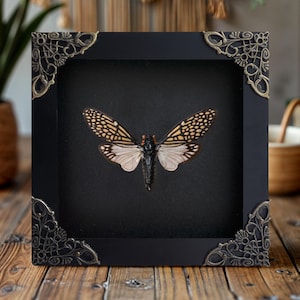 Framed Real Cicada Insect Specimen Display in Decor Shadow Box Wall Art Insect Collectors Entomology Lovers Victorian Cabinet of Curiosities