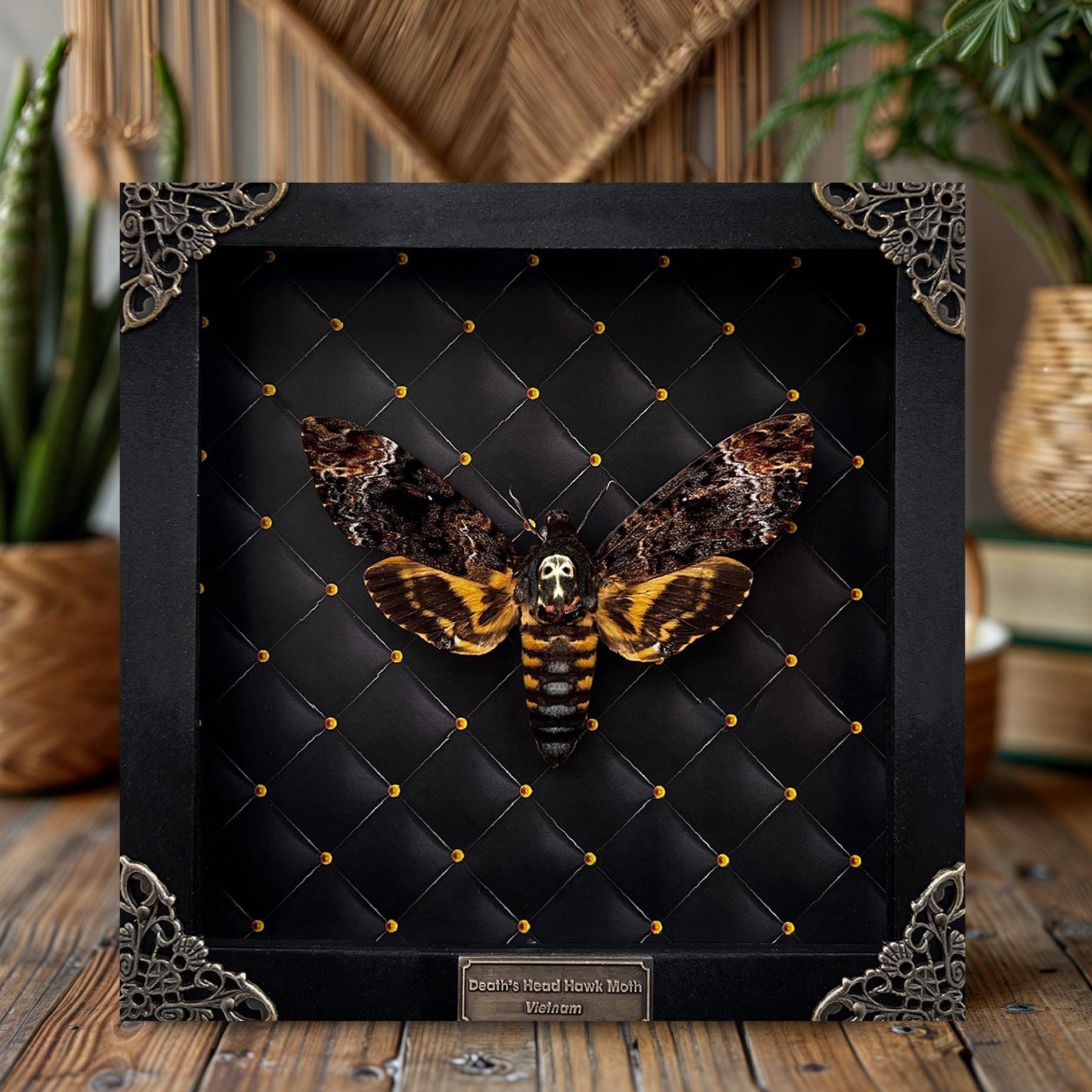 Real Death’s Head Hawk Moth Black Framed Gothic Insect Specimen Skull Moth Wall Art Hanging Decor Witchy Collector Oddities Gift