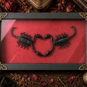 May include: A rectangular black display frame with ornate gold-toned corner accents containing two preserved black scorpions positioned on a vibrant red velvet background. The scorpions are arranged so their tails and pincers form a heart shape.