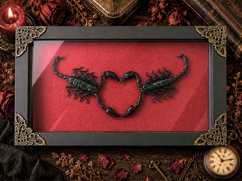 May include: A rectangular black display frame with ornate gold-toned corner accents containing two preserved black scorpions positioned on a vibrant red velvet background. The scorpions are arranged so their tails and pincers form a heart shape.