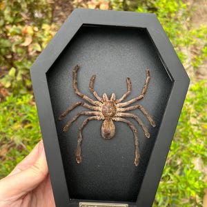 Pu&ograve; includere: Una tarantola marrone conservata esposta all'interno di una cornice nera a forma di bara. Una piccola targhetta metallica sul fondo riporta la scritta Giant Tarantula Spider Vietnam con piccole icone di ragno su entrambi i lati.