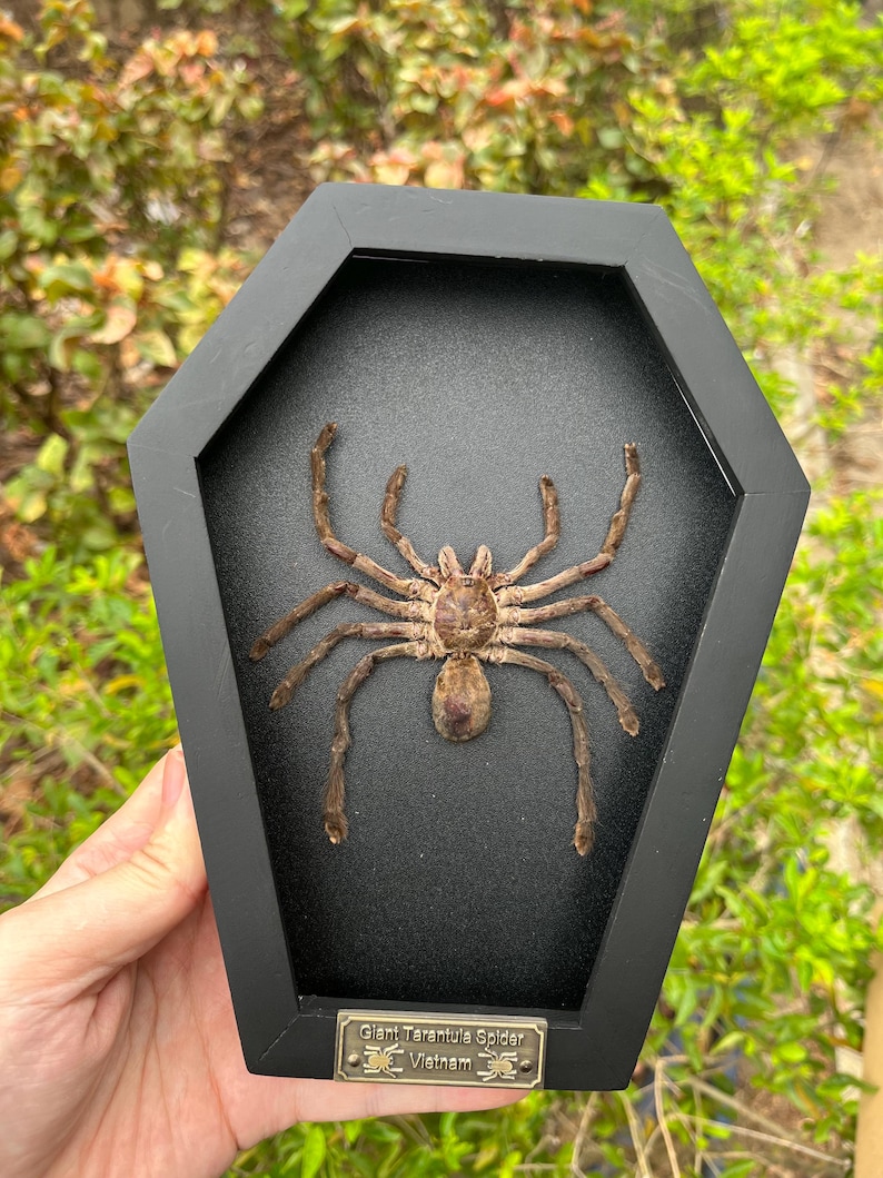 Pu&ograve; includere: Una tarantola marrone conservata esposta all'interno di una cornice nera a forma di bara. Una piccola targhetta metallica sul fondo riporta la scritta Giant Tarantula Spider Vietnam con piccole icone di ragno su entrambi i lati.