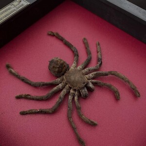 Pu&ograve; includere: Un esemplare di tarantola marrone conservato, montato all'interno di una cornice rettangolare nera con uno sfondo rosso scuro. Una piccola targhetta metallica nell'angolo della cornice riporta il testo Giant Tarantula Specimen Vietnam.
