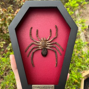 Pu&ograve; includere: Una tarantola gigante conservata montata all'interno di una cornice nera a forma di bara con uno sfondo in velluto rosso. Una piccola targhetta metallica in basso riporta la scritta Giant Tarantula Spider Vietnam con icone di ragno.