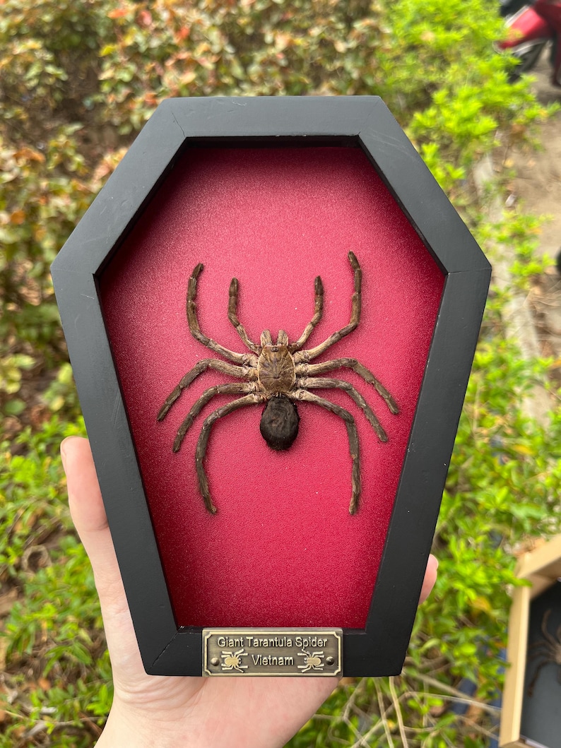 Pu&ograve; includere: Una tarantola gigante conservata montata all'interno di una cornice nera a forma di bara con uno sfondo in velluto rosso. Una piccola targhetta metallica in basso riporta la scritta Giant Tarantula Spider Vietnam con icone di ragno.
