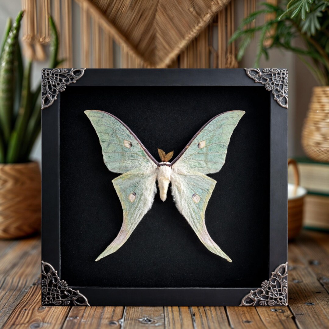 Real Luna Moth Taxidermy Shadow Box, Framed Green Moon Moth Specimen ...