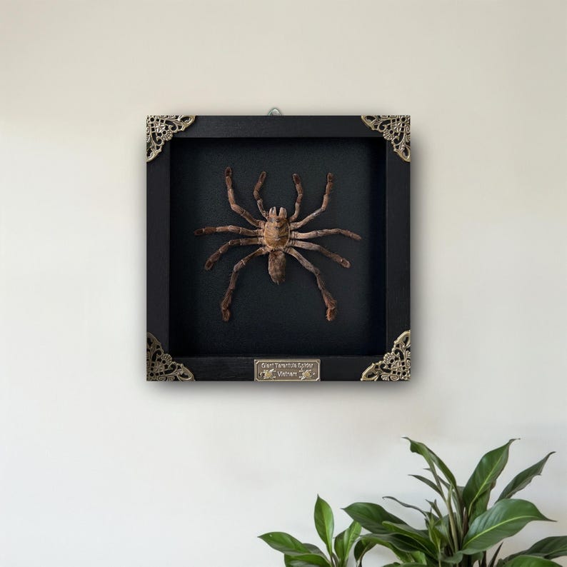 Pu&ograve; includere: Un esemplare di tarantola marrone conservato all'interno di una cornice quadrata in legno nero. La cornice presenta angoli decorativi in metallo dorato e una piccola targhetta rettangolare in basso con la scritta Giant Tarantula Spider Vietnam.
