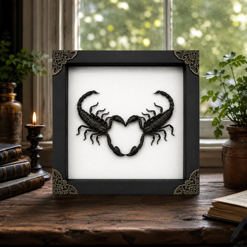May include: A square black shadow box frame with ornate gold corner accents containing two black scorpions positioned against a white background. The scorpions are arranged so their tails and pincers meet to form a heart shape in the center.